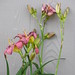 Mary Plant Photo 23