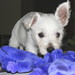 Annie Kay Photo 14