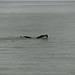 Stephen Juneau Photo 16