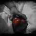Ruby Apple Photo 1