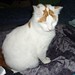 Ginger Morris Photo 18