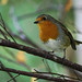 Robin Mines Photo 11
