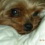 Dianne Harris Photo 14