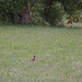 Lee Robin Photo 12