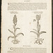 John Gerard Photo 18