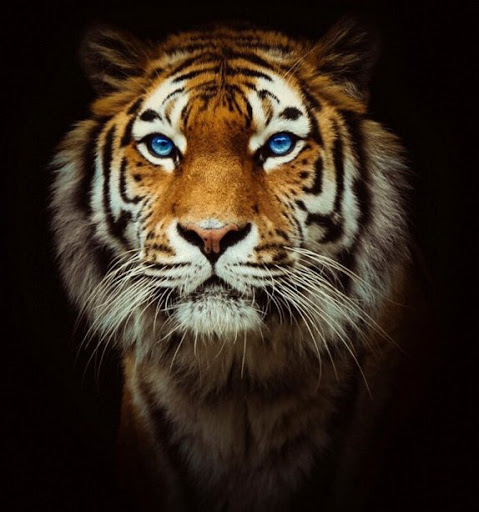 Jose Linares Photo 34