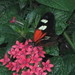 Fredrick Flowers Photo 11