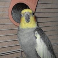 Charles Bird Photo 38