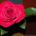 Rose Patrick Photo 30