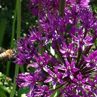 Nancy Perkins Photo 35