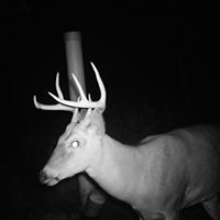 Steve Piatt Photo 12