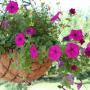 Sandi Fuller Photo 22