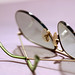 Avi Coburn Photo 3
