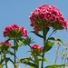 William Blume Photo 36