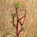 Dennis Paulson Photo 10