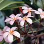 Deborah Lawton Photo 14