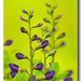 Eloise Flowers Photo 6