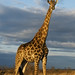 Dawn Karr Photo 9