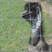 Roger Hutchins Photo 15