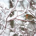 Robin Fix Photo 14