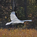 Arlene Swan Photo 7