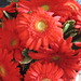 Tracy Flowers Photo 3