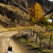 Gary Collie Photo 8
