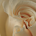 Rose Robinson Photo 13