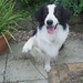 Don Collie Photo 19