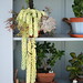Alice Plant Photo 3