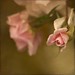 Sharon Brunner Photo 10