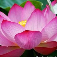 Trung Le Photo 29