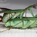 Gary Breeding Photo 14