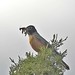 Robin Redmond Photo 11