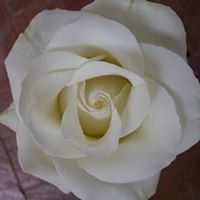 Janet Hefner Photo 17