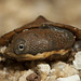Stephen Shell Photo 20