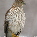 Dan Hawks Photo 12
