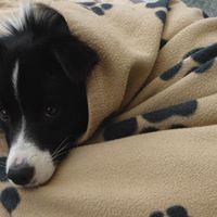 Bonnie Cowling Photo 11