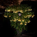 Angel Bush Photo 13