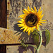 Harold Engel Photo 11