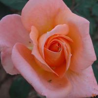 Rajeev Prabhakar Photo 5