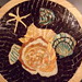 Susan Barrows Photo 13