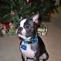 Roscoe Cook Photo 13