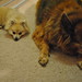 Josie Bailey Photo 14