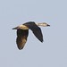 Bill Combs Photo 10