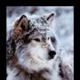 Carol Patrick Photo 38