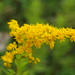 Rex Flowers Photo 13