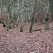 Shirley Hill Photo 15