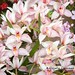 Rogelio Flores Photo 12