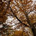 Forrest Brown Photo 25